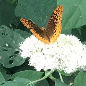 Meet your Posher, Lahoma